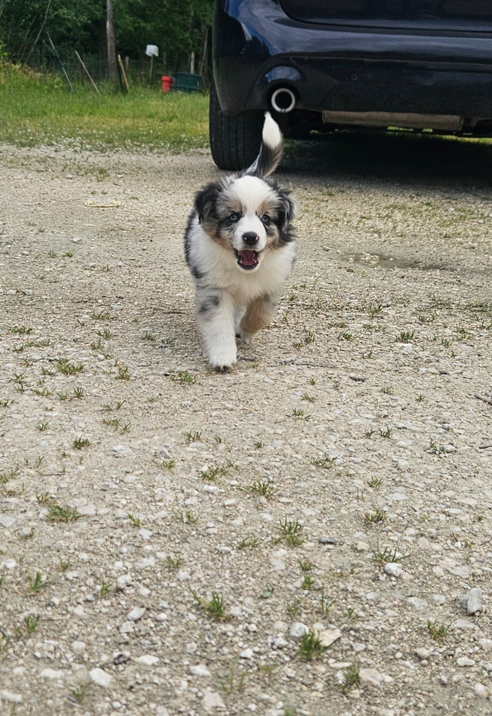 Des Trésors De Berger - Chiots disponibles - Berger Américain Miniature 
