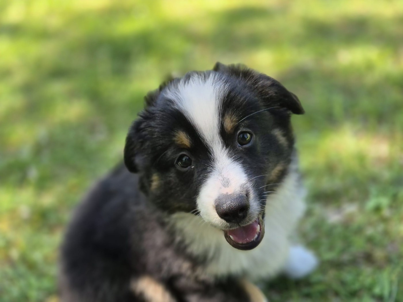 Des Trésors De Berger - Chiots disponibles - Berger Américain Miniature 