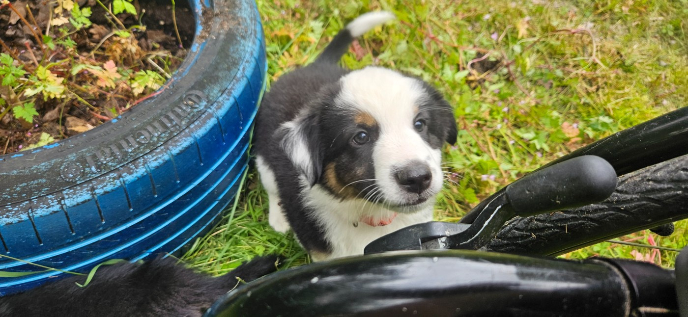 Des Trésors De Berger - Chiots disponibles - Berger Américain Miniature 