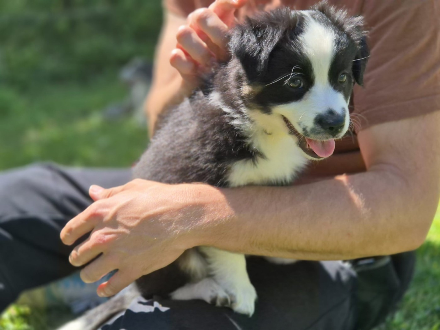 Des Trésors De Berger - Chiots disponibles - Berger Américain Miniature 