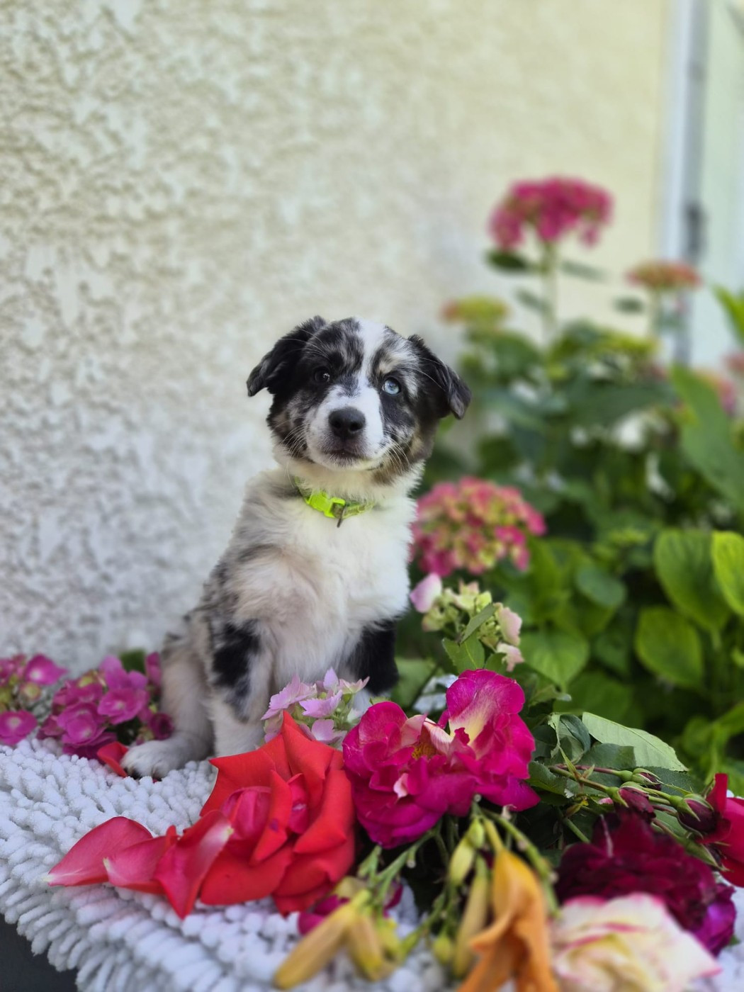 Des Trésors De Berger - Chiots disponibles - Berger Américain Miniature 