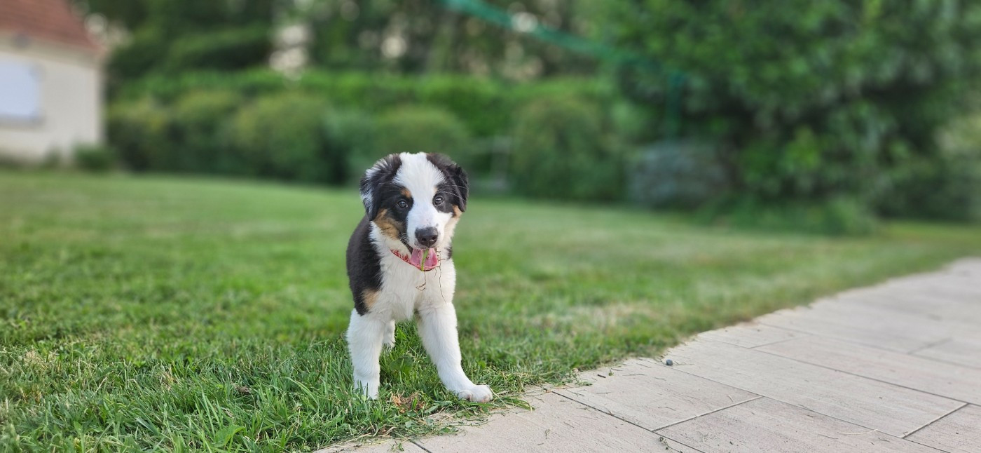 Des Trésors De Berger - Chiots disponibles - Berger Américain Miniature 